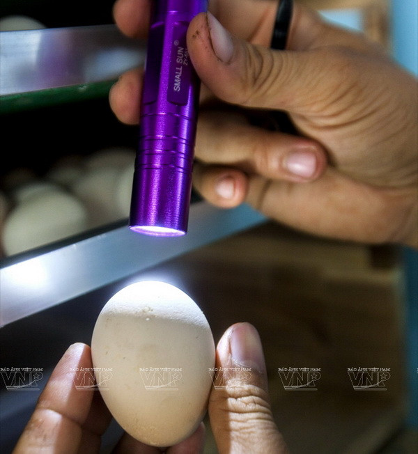 Thăm trại gà kỳ lân có hiệu quả kinh tế cao giữa Sài thành ảnh 2