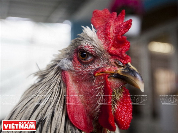 Thăm trại gà kỳ lân có hiệu quả kinh tế cao giữa Sài thành ảnh 9