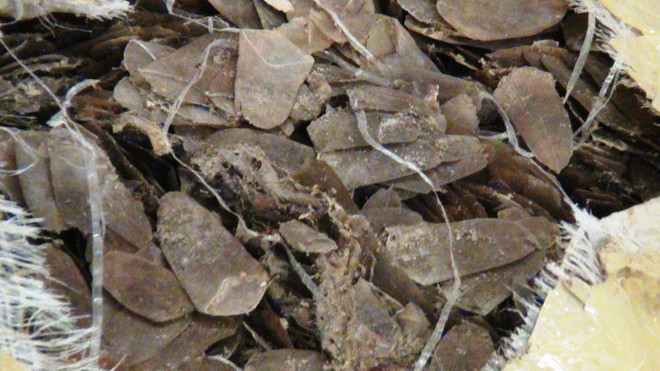 Bắt giữ gần 50kg vảy tê tê châu Phi ở sân bay Tân Sơn Nhất ảnh 1