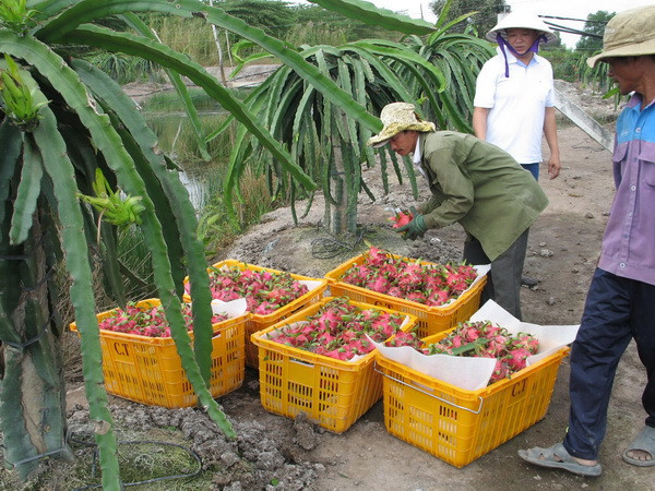Thu hoạch thanh long để xuất khẩu. (Ảnh: Minh Trí/TTXVN) Thành lập nhóm công tác thúc đẩy thương mại Việt Nam-Australia ảnh 1