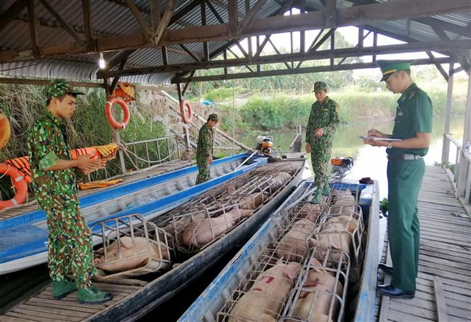 An Giang: Bắt giữ gần 1 tấn lợn nhập lậu từ Campuchia vào Việt Nam ảnh 1