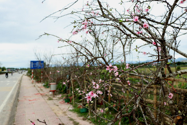 Đào rừng rẻo cao Điện Biên nhộn nhịp xuống phố đón Tết ảnh 1