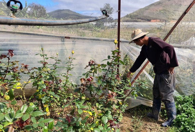 Lâm Đồng: Nan giải nạn 'hoa tặc' trước cao điểm vụ Tết ảnh 1