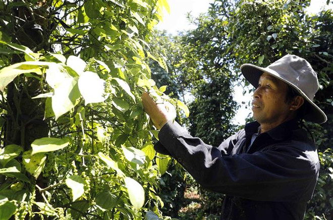 Đắk Nông công nhận ba vùng sản xuất nông sản chủ lực ảnh 1