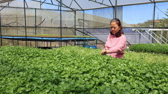 Những nghịch lý của sự phát triển “nóng” nhà kính ở Đà Lạt ảnh 1