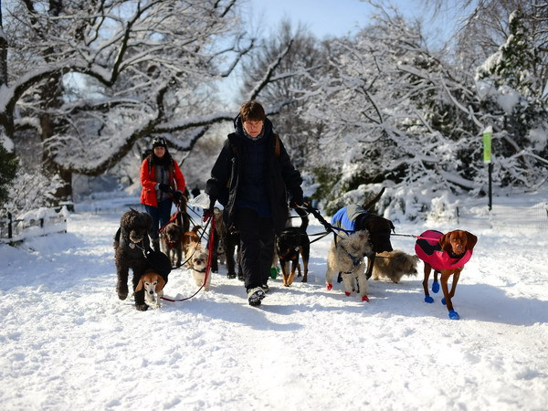 Bão tuyết mạnh tấn công khu vực Đông Bắc nước Mỹ ảnh 1