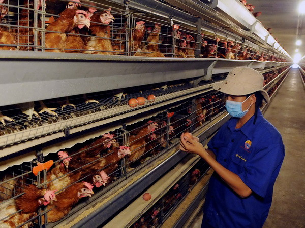 Giá gia cầm giảm mạnh, trong khi giá thịt lợn hơi lại tăng nhẹ ảnh 1