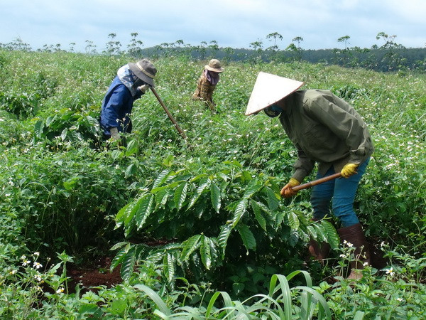 Tập đoàn Cao su Việt Nam sẽ phát hành cổ phiếu lần đầu vào quý 2 ảnh 1