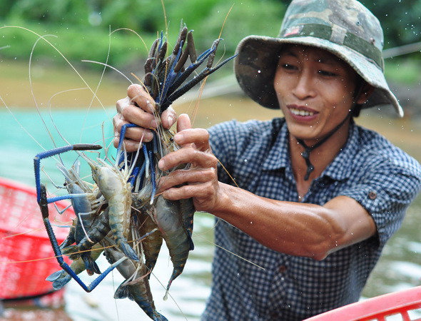 Kiên Giang phấn đấu sản lượng tôm nuôi đạt 63.000 tấn ảnh 1