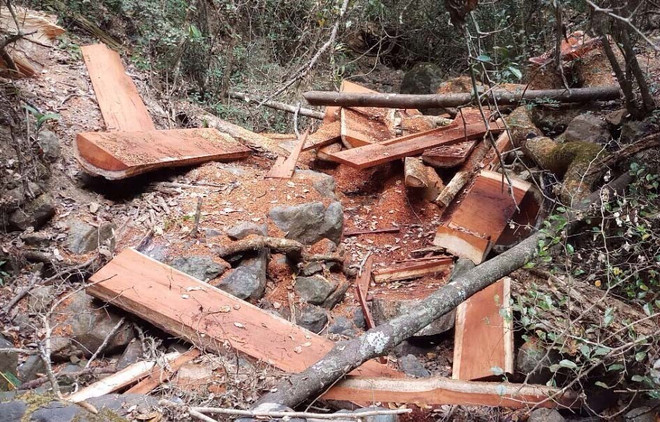 Đắk Lắk yêu cầu chủ rừng rà soát toàn bộ diện tích rừng bị phá ảnh 1