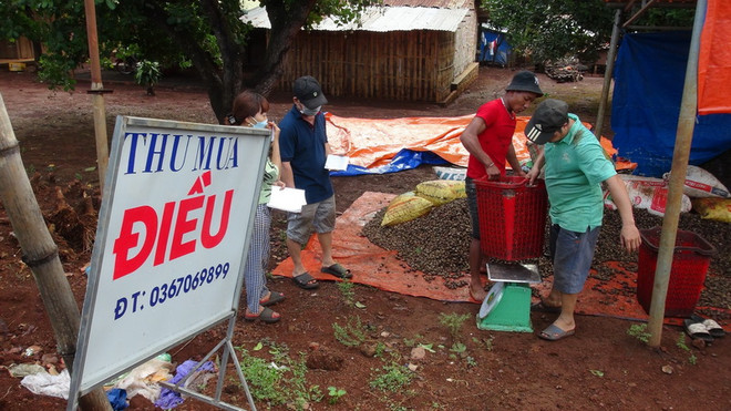 Giá thu mua hạt điều tươi tại tỉnh Bình Phước giảm mạnh ảnh 1