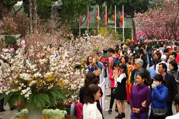Hà Nội: Kéo dài không gian trưng bày hoa anh đào thêm 1 ngày ảnh 1
