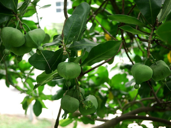 Cây ở quần đảo Trường Sa lọt vào danh sách Cây Di sản Việt Nam ảnh 1