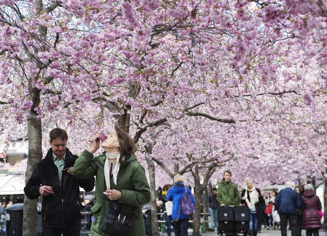 [Photo] Hoa anh đào nở rộ tại thủ đô của đất nước Thụy Điển ảnh 2