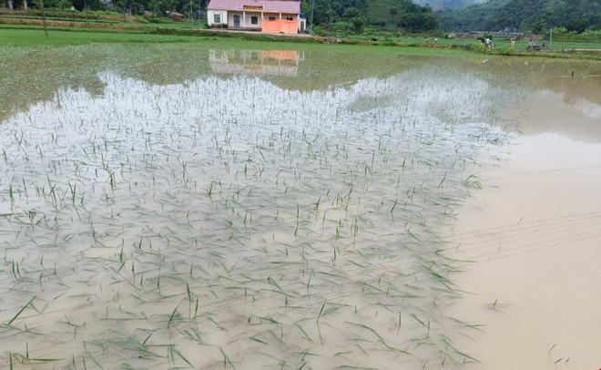 Có khoảng 15,5ha lúa, mạ tại xã Kim Sơn, huyện Bảo Yên bị thiệt hại. (Ảnh: TTXVN phát) ttxvn_2907_lao cai (2).jpg
