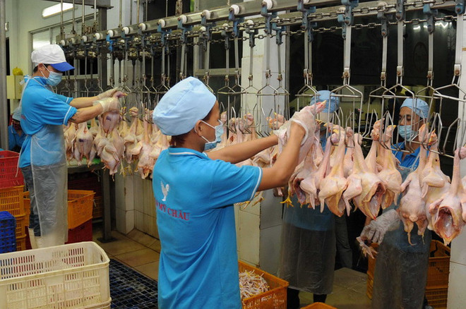 Chỉ có hơn 11% cơ sở giết mổ gia cầm được kiểm soát thú y ảnh 1
