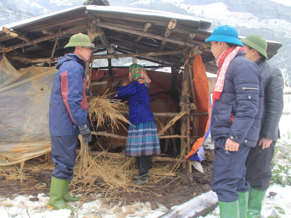 Các tỉnh miền núi phía Bắc tập trung ứng phó với rét đậm, rét hại ảnh 1