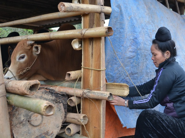 Trâu bò chết hàng loạt tại các tỉnh phía Bắc do giá rét ảnh 1