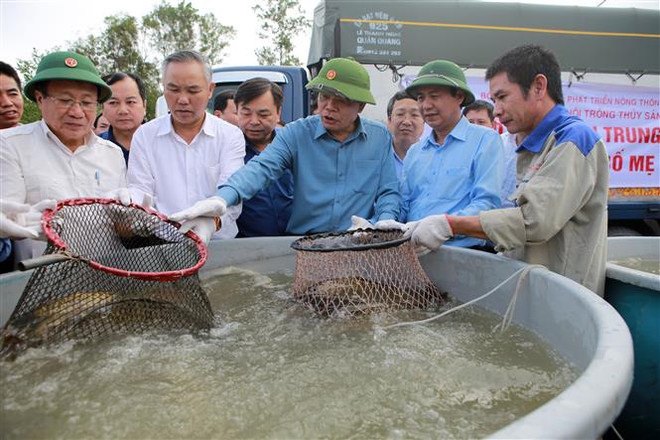 Dồn lực khôi phục sản xuất nông nghiệp sau bão lũ ở miền Trung ảnh 2