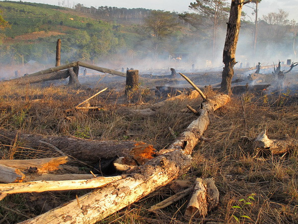 Lâm Đồng: Bắt tạm giam các đối tượng hủy hoại rừng thông Bảo Lâm ảnh 1