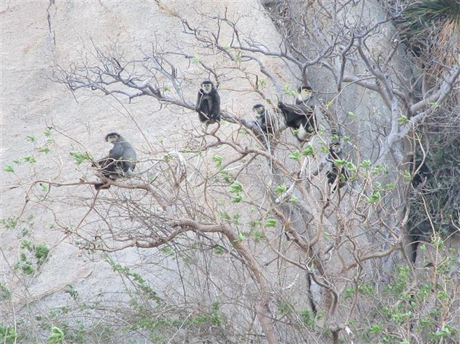 Xuất hiện đàn voọc quý hiếm với số lượng lớn tại Ninh Thuận ảnh 1