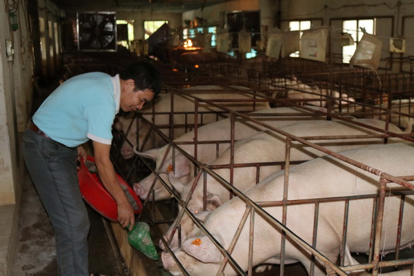 Bàn biện pháp lâu dài để "giải cứu" ngành chăn nuôi lợn ảnh 1