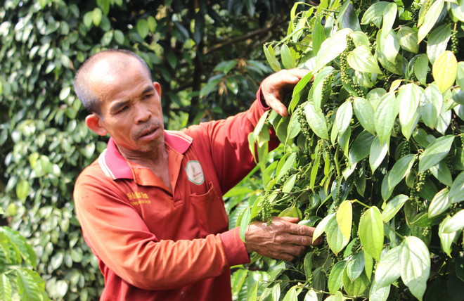 ttxvn_ho tieu gia lai (3).jpg