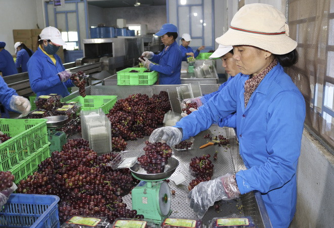 Ninh Thuận: Phát triển kinh tế xanh-tuần hoàn từ sản phẩm OCOP ảnh 2