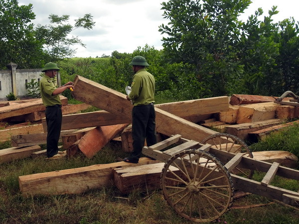  Xử lý nghiêm vụ chặt phá rừng phòng hộ lưu vực sông Bến Hải ảnh 1