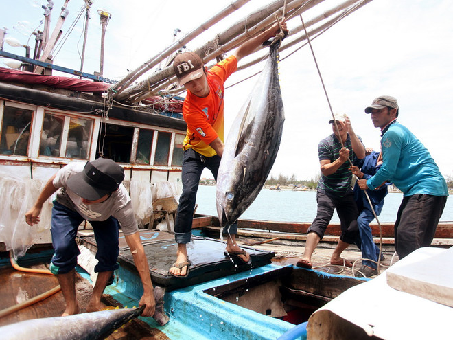 Giá xăng dầu giảm tạo động lực cho ngư dân bám biển ảnh 1