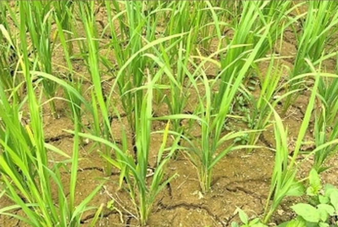 Lào Cai: Hạn hán kéo dài, người dân vùng cao gặp nhiều khó khăn ảnh 1