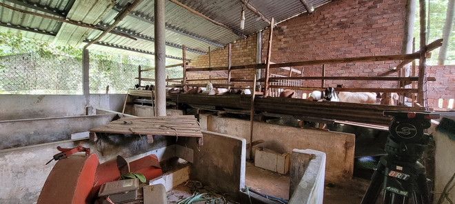 Gia đình ông Nguyễn Long Phú, thôn 4, xã Bình Trung, huyện Châu Đức nghỉ nuôi lợn để chuyển qua nuôi dê. (Ảnh: TTXVN phát) Bà Rịa-Vũng Tàu: Giá lợn hơi xuống thấp, người nuôi “treo chuồng” ảnh 2