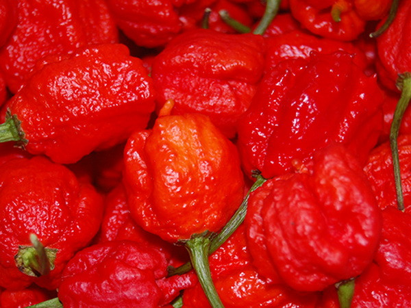 Giống ớt Carolina Reaper cay hơn cả bình xịt hơi cay ảnh 1