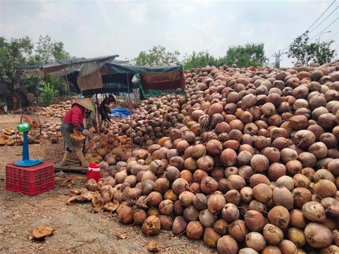 Thị trường dừa nguyên liệu dần khôi phục sau nhiều tháng giảm mạnh ảnh 1