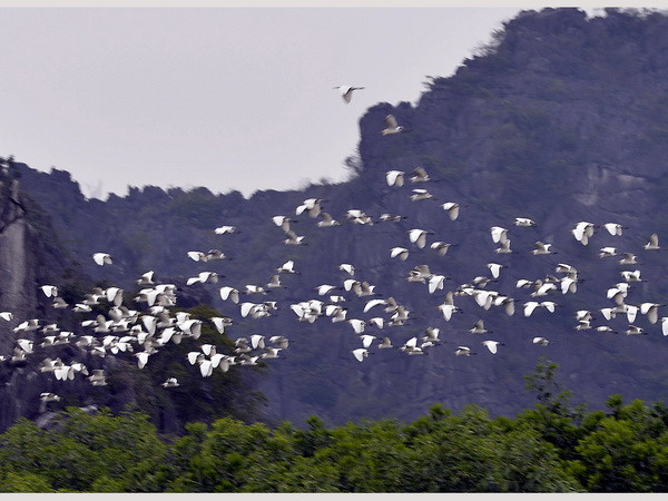 Hải Dương: Độc đáo vườn cò nằm giữa khu dân cư ở Nam Sách ảnh 1