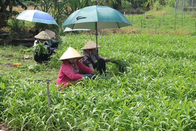 Tiền Giang: Khuyến khích dân trồng hoa màu thích ứng biến đổi khí hậu ảnh 1