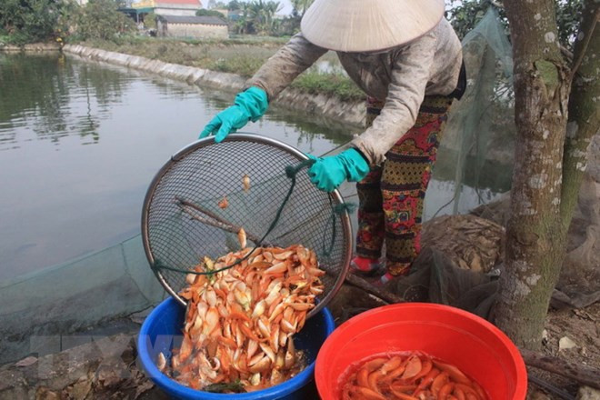 Làng nuôi cá chép đỏ xứ Thanh trước ngày ông Công, ông Táo về trời ảnh 3