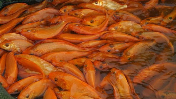 Làng nuôi cá chép đỏ xứ Thanh trước ngày ông Công, ông Táo về trời ảnh 1