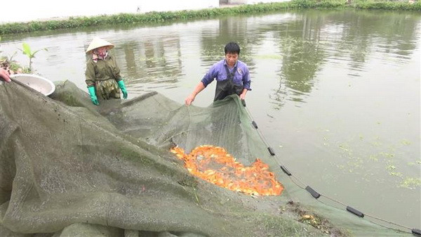 Làng nuôi cá chép đỏ xứ Thanh trước ngày ông Công, ông Táo về trời ảnh 2