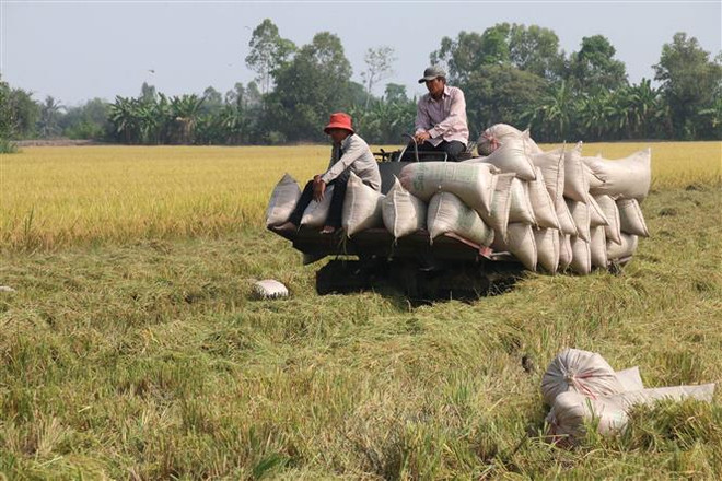 Sóc Trăng trúng mùa, được giá vụ lúa Đông Xuân 2022-2023 ảnh 2