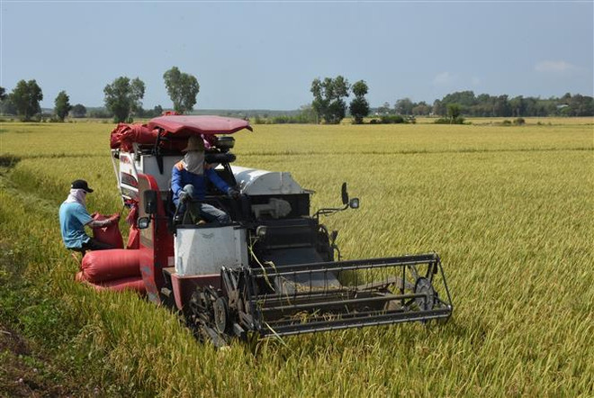 Sóc Trăng trúng mùa, được giá vụ lúa Đông Xuân 2022-2023 ảnh 1