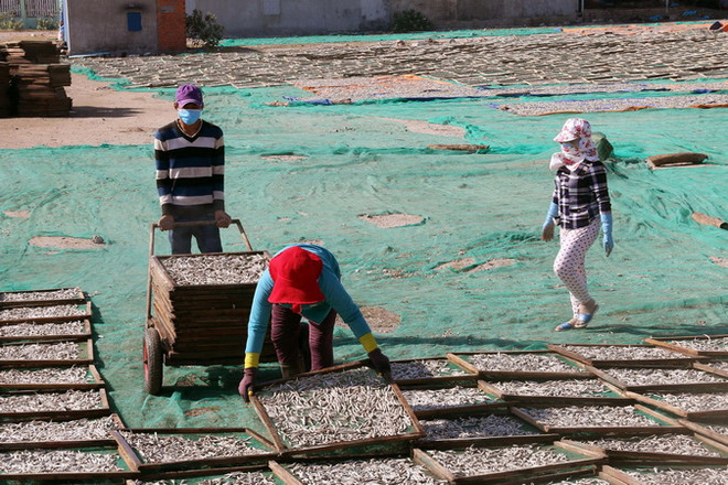 Quảng Trị đề xuất hỗ trợ ngư dân tồn đọng hải sản do sự cố biển ảnh 1