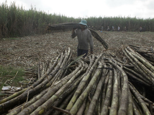 Hơn 200 tỷ đồng nâng công suất nhà máy đường Tuy Hòa lên 3.200 tấn mía ảnh 1