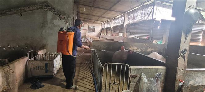 Bà Rịa-Vũng Tàu khẩn trương kiểm soát dịch tả lợn châu Phi ảnh 1