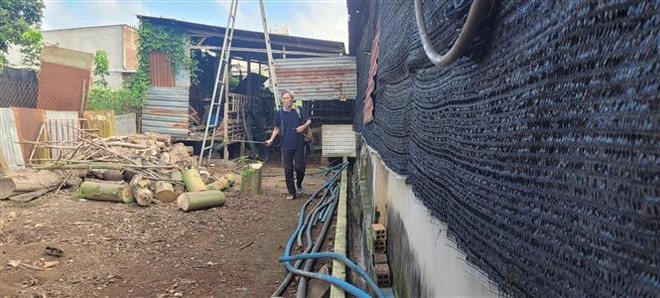 Bà Rịa-Vũng Tàu khẩn trương kiểm soát dịch tả lợn châu Phi ảnh 2