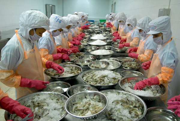 Chế biến tôm đông lạnh xuất khẩu. (Ảnh: Danh Lam/TTXVN) Hoa Kỳ hủy bỏ một phần áp thuế chống bán phá giá với tôm Việt Nam ảnh 1
