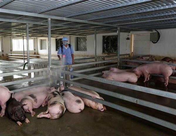 Kinh nghiệm phòng chống dịch tả lợn châu Phi từ TP. Hồ Chí Minh ảnh 1