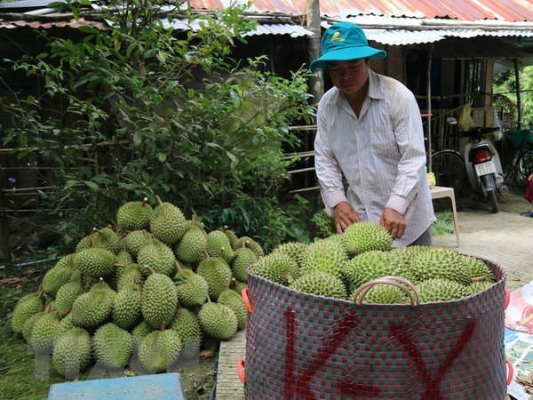 Sầu riêng được mùa, trúng giá, tiêu thụ nhanh gấp nhiều lần ảnh 1
