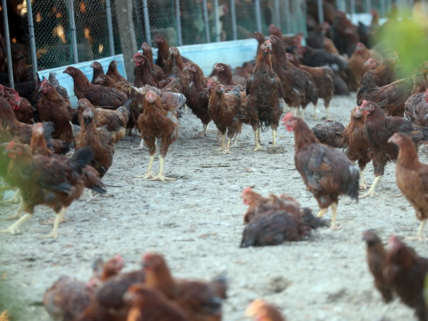 Hàn Quốc đặt mức cảnh báo cao nhất sau khi phát hiện một ổ cúm gia cầm ảnh 1