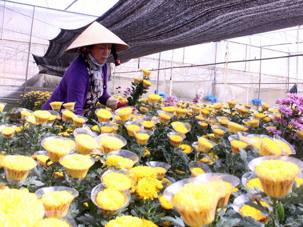 Xúc tiến thành lập Trung tâm giao dịch hoa tại thành phố Đà Lạt ảnh 1
